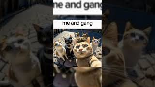 Me and gang #cat #edit #shorts #funny