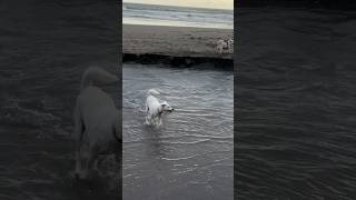 White Dogs Love to Play in the River 🐶