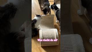 Purr-fect Smell? Ein neues Kratzmöbel für die Katzen😹lustige Katzenvideos 😻#shorts #cats