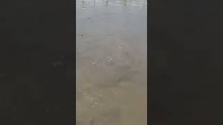 Local baby fish #short #shortvideo #shortsbeta