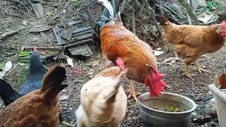 🐓🐓🐓 hen food time relaxing time