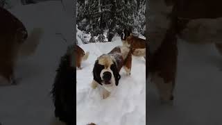 Dogs Reacting To First Snow | Cute Dogs | naughty Dogs | Dogs Fight 4K