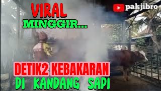 VIRAL...!! MINGGIR, DETIK2 KEBAKARAN Di KANDANG SAPI.@pakjibro9322