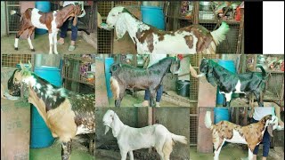 Adant🦷 ColourFull Top Quality Gujri and Kota🐐Male Female Goats 🐑 Available At #PathanFarmHouse...