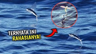 Terungkap! Fakta Ikan Terbang, Hewan Laut Yang Punya "Sayap"