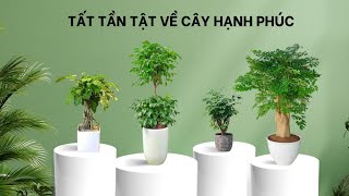 Cây Hạnh Phúc - Cách chăm sóc và các thông tin hữu ích - Nhà Mới Xanh