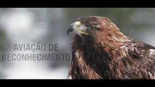 Aviação de Reconhecimento