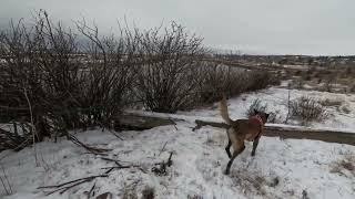 Ranger working human remains in the snow.