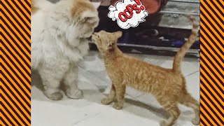 Stray Kitten Picks A Cat Fluffy As Her Mom