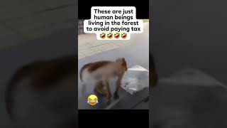 Show Your Enemies The Best Side Of You 😂😂 #monkeybusiness #dogs #comedy #fyp #funnyvideo