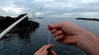 Catching Wrasse on frozen lugworm