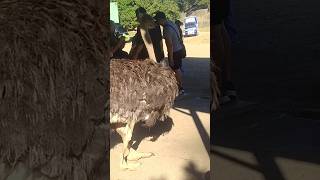 Ostrich na pagala gala lang #ostrich #free #zoo