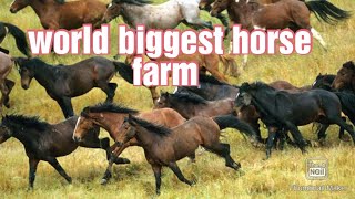 horse farm video | world biggest horse farm | horse farm |