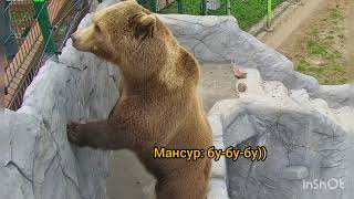 Ох, и ловелас Медведь Мансур 🐻😍❣️