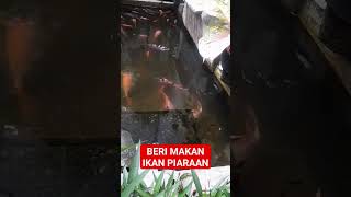 Beri makan ikan piaraan pagi ini.semoga cepat bertelur #shorts