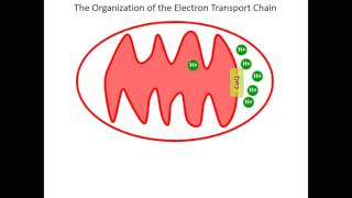 Lecture 15C - The ETC Itself