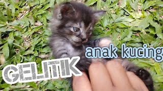 Kucing Lucu Tidak Geli