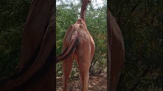 منظر لرقعة الجمل 😱😱#animals #camel #viralvideo