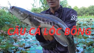 CÂU CÁ LÓC BÔNG BẰNG NHÁI HƠI HVAFROG 2024 huynhvananfishing