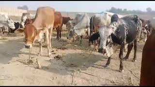 Best indain Agra cattle market video