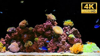 12 Hours of Stunning 4K Aquarium | Perfect for Deep Sleep, Meditation, and Relaxation