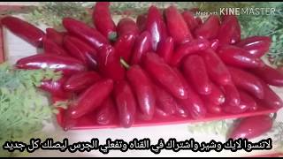 هريسة الشطه من مطبخ احلي اكله