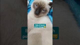 bobo di bawah pohon mangga #kucingsiam #siamesecat #cat #catlover