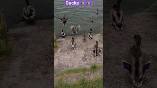 Beautiful ducks of Ukraine 🇺🇦🦆 #shorts #funnyvideo #laugh #funny