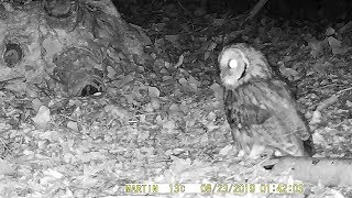 Things that go bump in the night #16  -  22/23 Aug 2019  (Trail Camera, Tawny Owl, UK, Wildlife)