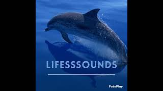 Dolphin Sounds #dolphin #shorts