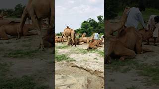 Camel 🐪 video #shorts