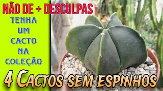 4 Cactos sem espinhos, Dicas do canal