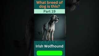 🐾 Guess the Breed Challenge! Part - 19 🐶| Dog Breed  | Dog Lovers