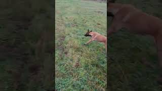 Belgian Malinois out on a walk  🐶😁