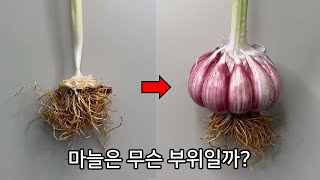 (충격주의) 마늘은 씨앗이 아닙니다 ㄷㄷ – 마늘 해부