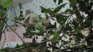 Puff Enjoys her Branches!