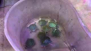 How to buy turtle | Red Eared Slider