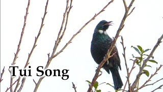 Tui with Song, Early Winter #4k #birds #birdsong #newzealand #newzealandnature