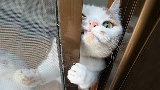 ПРИКОЛЫ С ЖИВОТНЫМИ ДО СЛЕЗ / Смешные КОТЫ 2022 / Приколы с КОТАМИ / Funny ANIMALS video