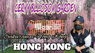 VIRAL ‼️ HONG KONG CHERRY BLOSSOM 2024 II CHEK LAP KOK CHERRY BLOSSOM TOUR