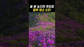 올 봄 놓치면 후회할 4월 여행지 추천 철쭉 명소 TOP5