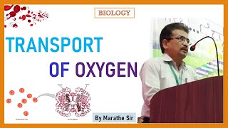 TRANSPORT OF OXYGEN | BOHR'S EFFECT |  BIOLOGY TUTORIALS | NEET , MHT-CET