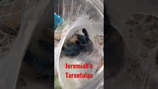 😬FEEDING SPIDERS???😬 TARANTULA FEEDING CLIPS.  #spiders #tarantulas #shorts