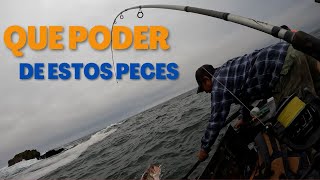 IMPRESIONANTE ATAQUE DE CABRILLAS #pesca en #peru