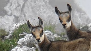 Kozice w górach Piatra Craiului