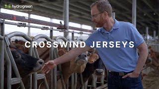 Crosswind Jerseys Feeding Trials: “HydroGreen helped us to reduce metabolic issues in our cows”