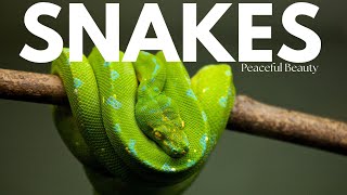 Snake Wonders | Mysteries, Myths, and Marvels of Snakes