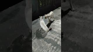 kucing jantan vs kucing betina #shorts #shortsvideo