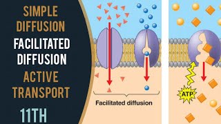 Short Distance Transport | Diffusion | Facilitated Diffusion | Active Transport | Transport in Plant