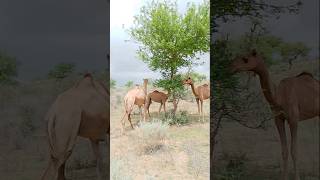 Camels and Desert #viralshorts #desertanimal